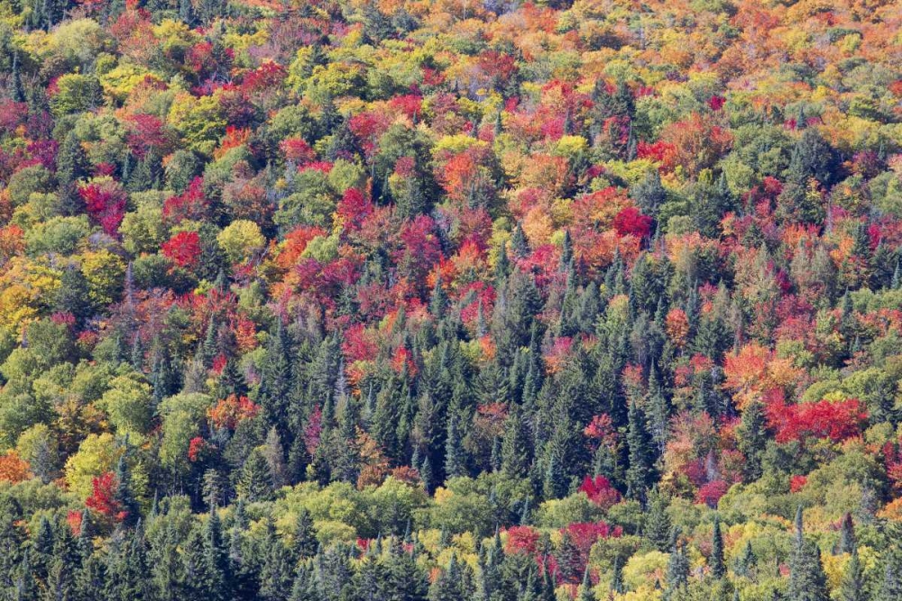 Canada, Mount Tremblant NP Forest in fall art print by Gilles Delisle for $57.95 CAD